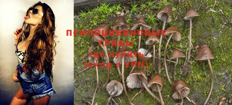 дарк нет клад  Лиски  Псилоцибиновые грибы Psilocybe  мега онион 